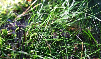 Close-up of fresh green grass with drops of morning dew shining in sunlight. Natural texture background, eco concept, summer meadow detail.