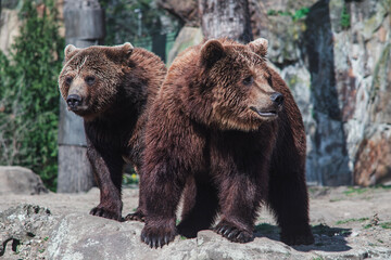 Fototapeta premium brown bear in zoo