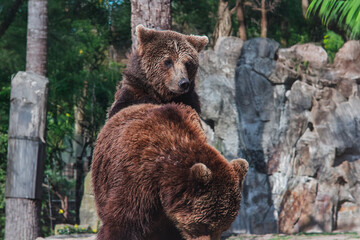 Obraz premium brown bear in the woods