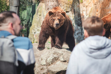 brown bear in the woods