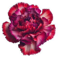 red carnation flower on white background