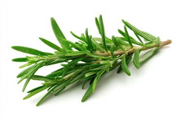 Fototapeta premium Rosemary sprig detail