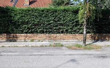 Low brick fence with high hedge on it. Rooftop on behind, concrete sidewalk and street in front....
