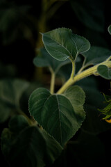 green leaves on a black background