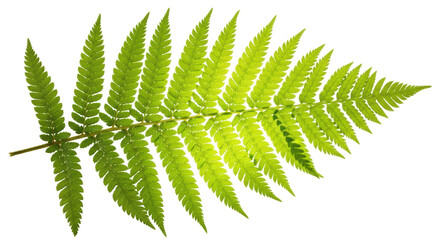 Isolated Fern