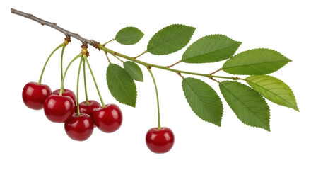 Isolated Branch with Cherries and Leaves