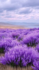 Fototapeta premium Purple Flower Field by Calm Water Under Cloudy Sky