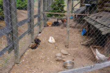 Chickens in a chicken coop fenced with a mesh chain link © Garik