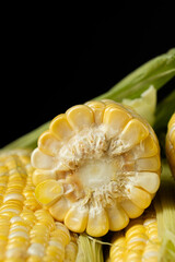 Close-up of fresh raw corn cobs with kernels and husks.