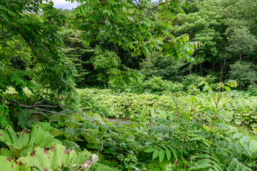 Rawan Buki Field in Ashoro, Hokkaido Japan, Giant Butterbur under Summer Blue Sky

