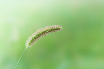 滑らかな美しい背景一本の猫じゃらしエノコログサ
