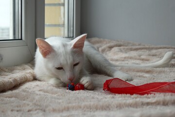 White Cat Playing with Toy on Red Ribbon and Laying on Soft Blanket Near Window. Indoor Pet Life