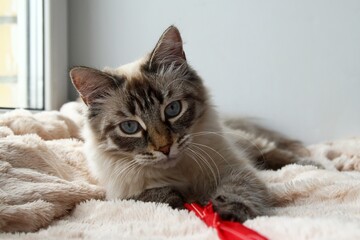 Adorable Blue-Eyed Cat is Laying on a Plush Blanket and Playing with Red Ribbon Toy in Cozy Home.