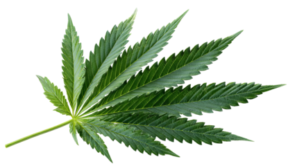 Vibrant green cannabis leaf — high-resolution PNG-style isolated cutout on transparent background, symmetrical serrated leaflets, realistic botanical foliage for branding, packaging, stickers