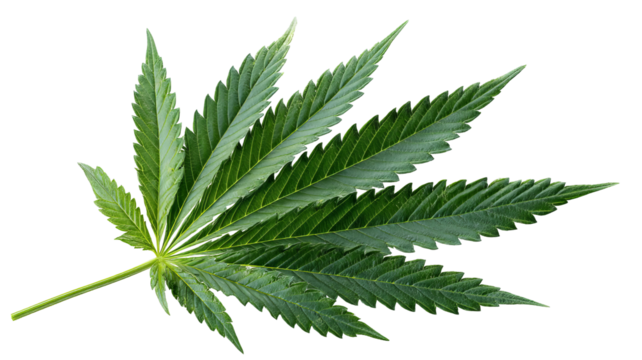 Vibrant green cannabis leaf — high-resolution PNG-style isolated cutout on transparent background, symmetrical serrated leaflets, realistic botanical foliage for branding, packaging, stickers