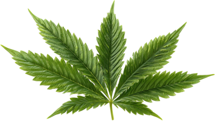 Vibrant green cannabis leaf — high-resolution PNG-style isolated cutout on transparent background, symmetrical serrated leaflets, realistic botanical foliage for branding, packaging, stickers