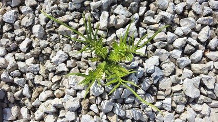 Ferns that grow on rocks 