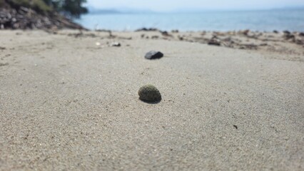 conch in the sand of the beach. with a sea background 