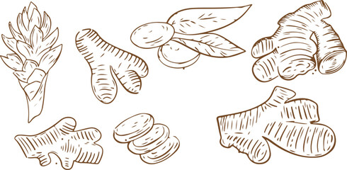 Herb, Spice, Cooking, Ingredient, Organic, Natural, Sketch, Culinary, Food, Doodle, Flavor, Fresh, Seasoning, Plant, Green, Kitchen, Aromatic, Illustration

