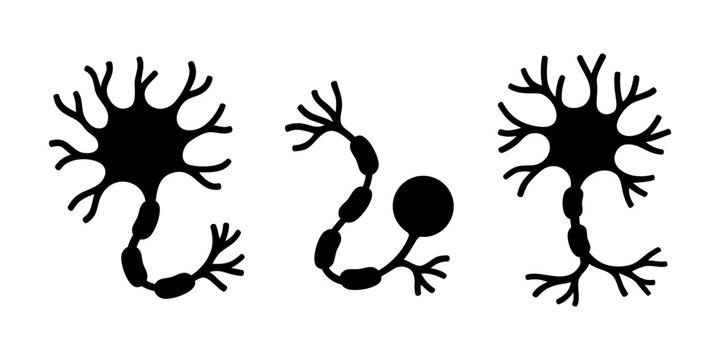 Three neuron types showing axons, dendrites, and synaptic branches for scientific or educational use
