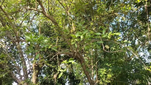 Bael Fruit (Wood Apple) Tree Swaying in the Wind, Video Clip 