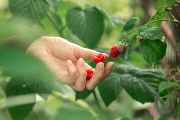 Hand collecting ripe raspberries in a garden surrounded by green leaves