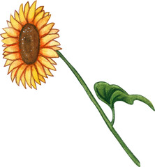 Watercolor hand drawn sunflower
