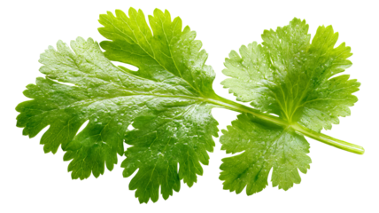 Fresh cilantro (coriander) leaf isolated on transparent background — high-resolution vibrant green herb with natural veins and texture, ideal cutout for recipe design, food packaging, menu graphics