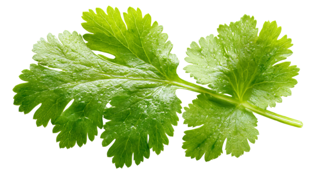 Fresh cilantro (coriander) leaf isolated on transparent background — high-resolution vibrant green herb with natural veins and texture, ideal cutout for recipe design, food packaging, menu graphics