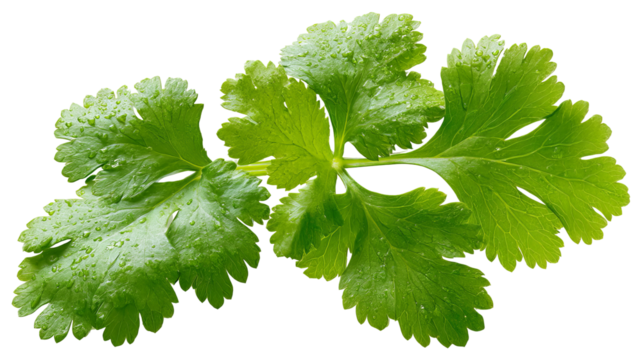 Fresh cilantro (coriander) leaf isolated on transparent background — high-resolution vibrant green herb with natural veins and texture, ideal cutout for recipe design, food packaging, menu graphics
