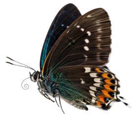 A detailed side profile of a dark butterfly with iridescent blue and green markings and orange and white spots on its wings.
