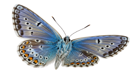 A beautiful blue butterfly with intricate patterns on its wings, captured against a clean white background.