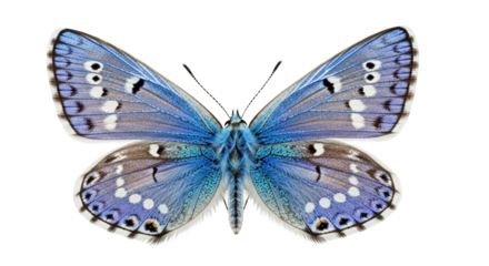 Close-up of a beautiful blue and purple butterfly with intricate patterns on its wings.