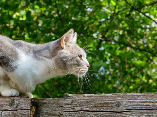 Determined gray cat ready to pounce.