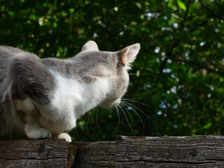 Curious gray cat watching from a wooden fence.