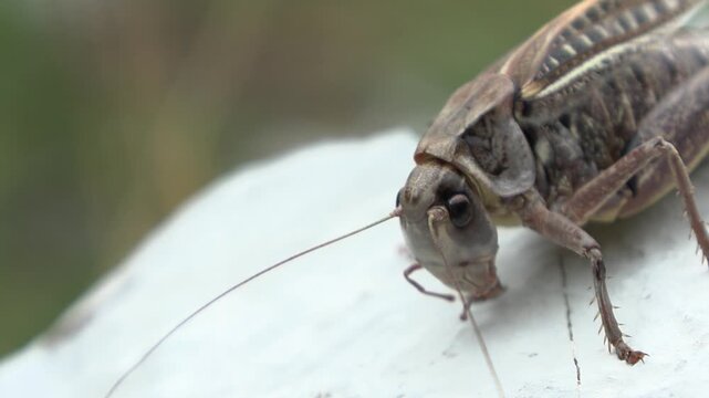 Folidottera cinerea Pholidoptera griseoaptera , the dark bush-cricket