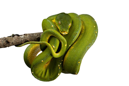 Green tree python closeup on branch with isolated background, Green tree python ''Morelia viridis'' on branch	