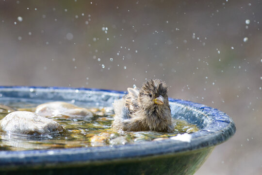 Sparrow Taking A Bath