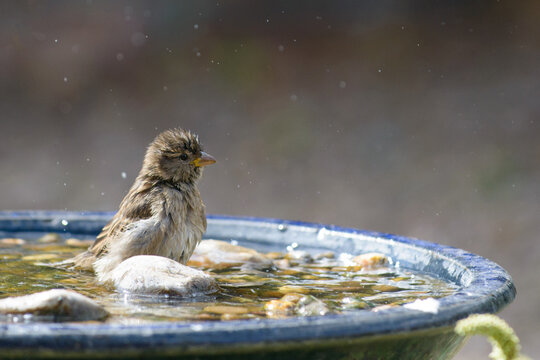 British Garden Sparrow Taking A Bath