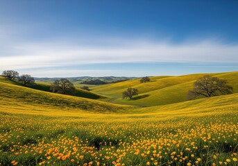 Fototapeta premium Scenic Meadow Landscape of Yellow Flowers and Rolling Hills under Blue Sky