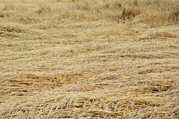 wheat field with ripe wheat ears that need harvesting