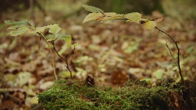Beech Nut Falling into Moss and Autumn Leaves