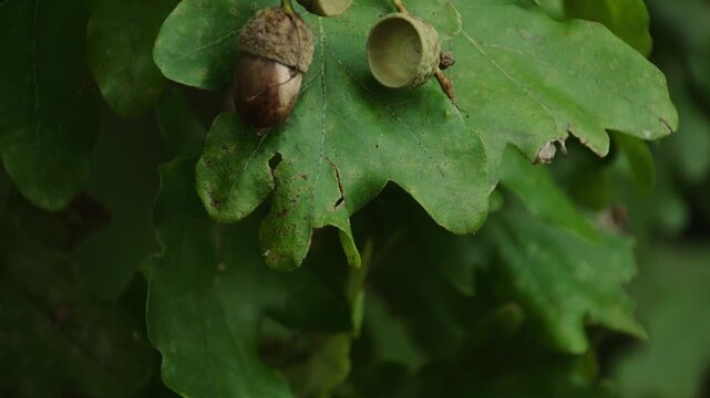 acorns falling from tree in autumn 