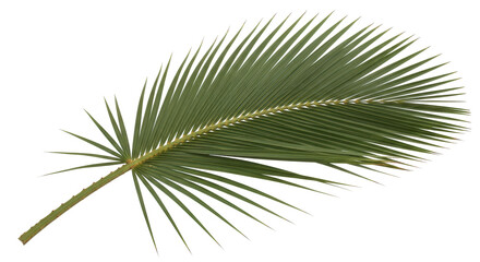 Obraz premium Isolated Palm Leaf