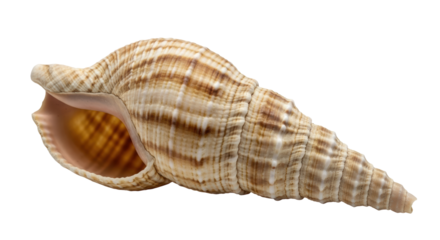 Isolated Seashell Shell