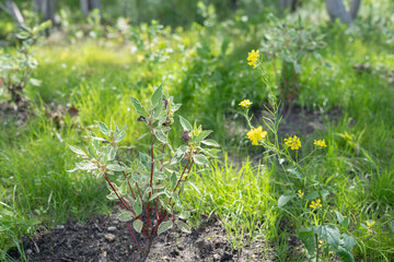 lush green garden with vibrant yellow flowers and variegated foliage illuminated by soft sunlight on a tranquil day, exemplifying the abundance and serenity of nature, serenity, microsystem, blossom