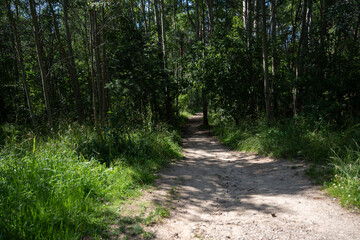 a tranquil forest path winds through tall trees and vibrant green foliage, casting dappled sunlight on the earthy trail, inviting exploration and offering a serene natural escape, meandering, hike