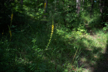 sunlit forest scene highlighting tall yellow wildflowers amidst lush green foliage with dappled light creating a tranquil and natural atmosphere in the wilderness, simplicity, harmony