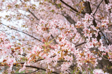 blossoming cherry trees in full bloom with delicate pink petals and gentle sunlight creating a serene and tranquil springtime scene in a lush garden environment, idyllic, refreshing, picturesque