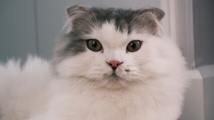 portrait of a white cat